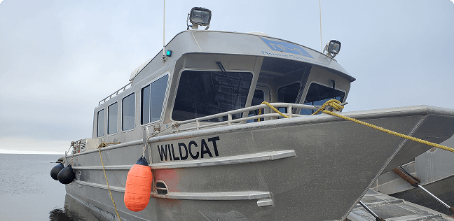 Wildcat